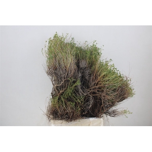 Euph Spinoza Medium 400gr P Bunch