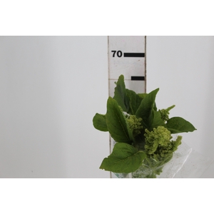 AMARANTHUS RETROFLEXUS 060 CM VERDE