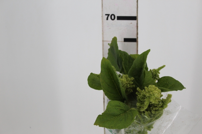 <h4>AMARANTHUS RETROFLEXUS 060 CM VERDE</h4>