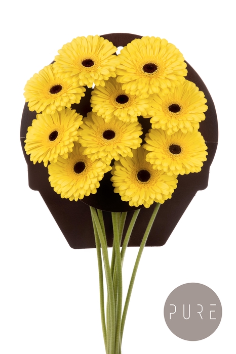 <h4>Gerbera Don Leo Flowerracket</h4>