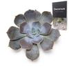Echeveria Lilacina Cutflower Wincx-10cm