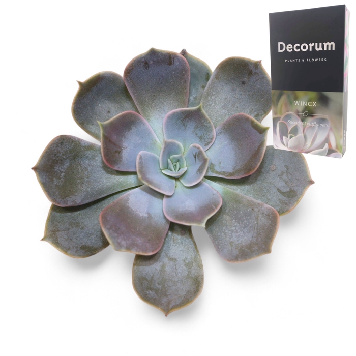 <h4>Echeveria Lilacina Cutflower Wincx-10cm</h4>
