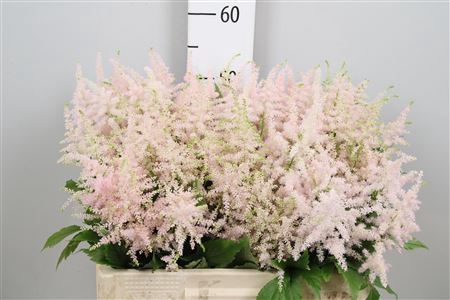 <h4>Astilbe japonica 'Europa'</h4>