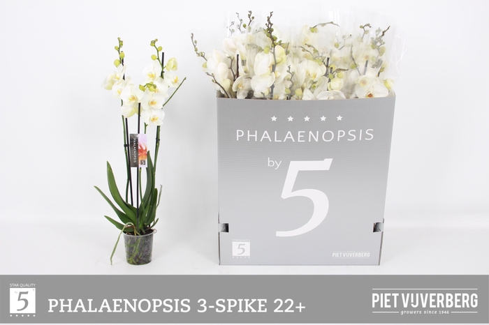 <h4>PHAL OV WIT</h4>