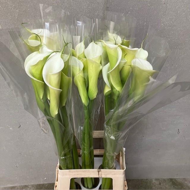 <h4>ZANT AE WHITE DREAM</h4>