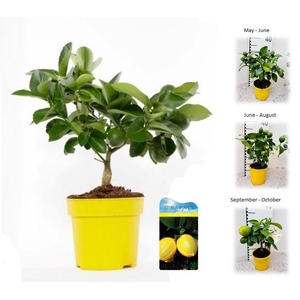 Citrus meyeri Lemon mini-stem