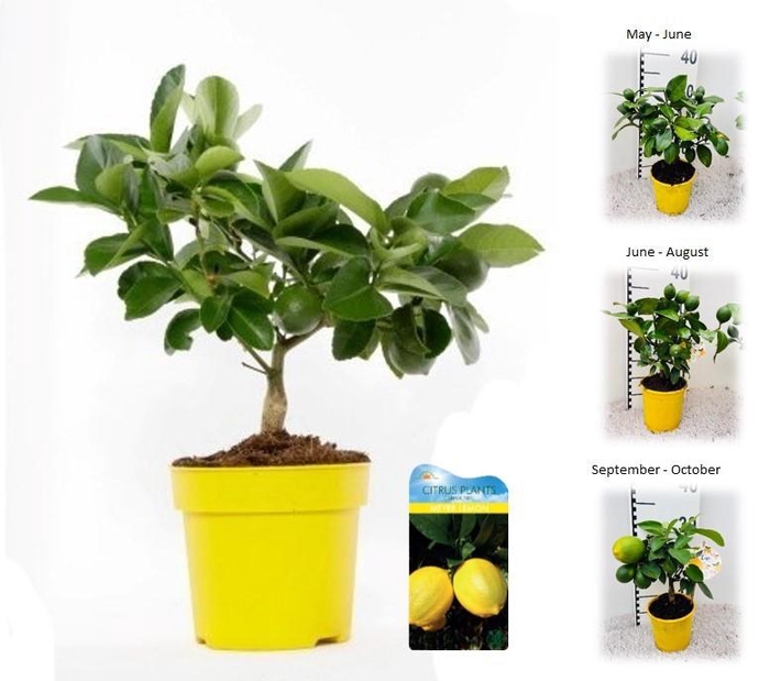 <h4>Citrus meyeri Lemon mini-stem</h4>