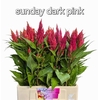 Celosia Sunday Dark Pink Super
