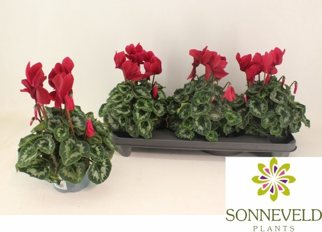 <h4>CYCL GR HAL HD</h4>