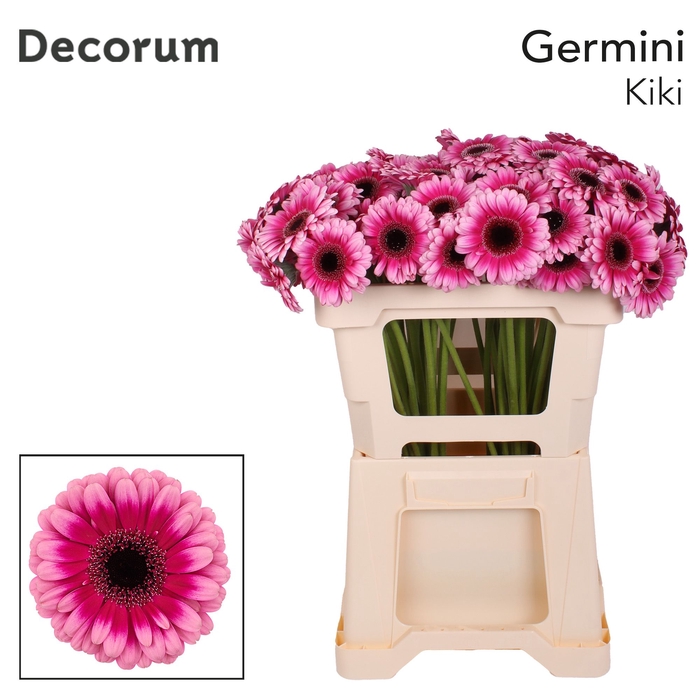 <h4>Germini Kiki Water</h4>