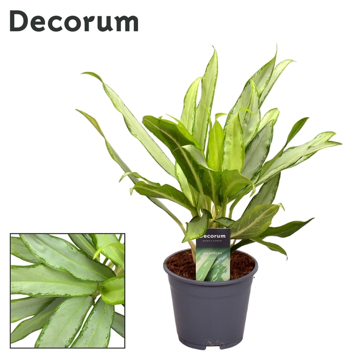 <h4>Aglaonema White Lance</h4>