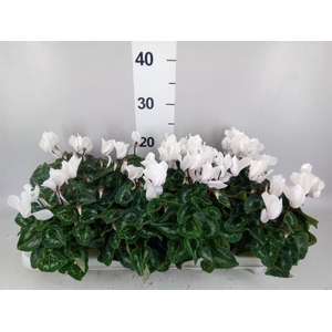 Cyclamen MD 'Allure'