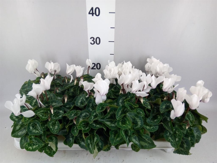 <h4>Cyclamen MD 'Allure'</h4>