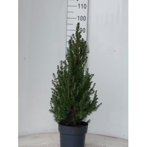 PICEA GL DECEMBER