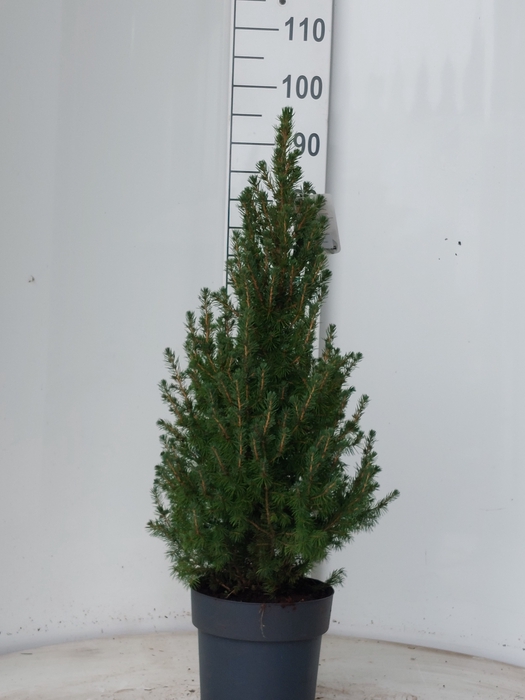 <h4>PICEA GL DECEMBER</h4>