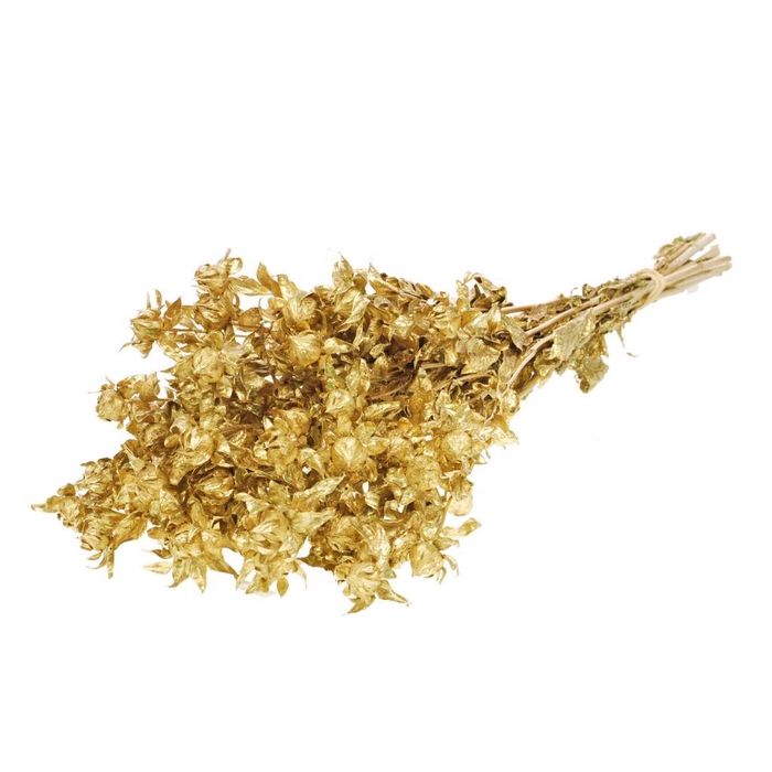 <h4>Bidens Gold</h4>