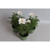 Cosmea bipinatus Casanova White