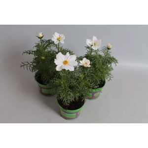 Cosmea bipinatus Casanova White