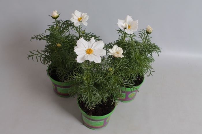 <h4>Cosmea bipinatus Casanova White</h4>