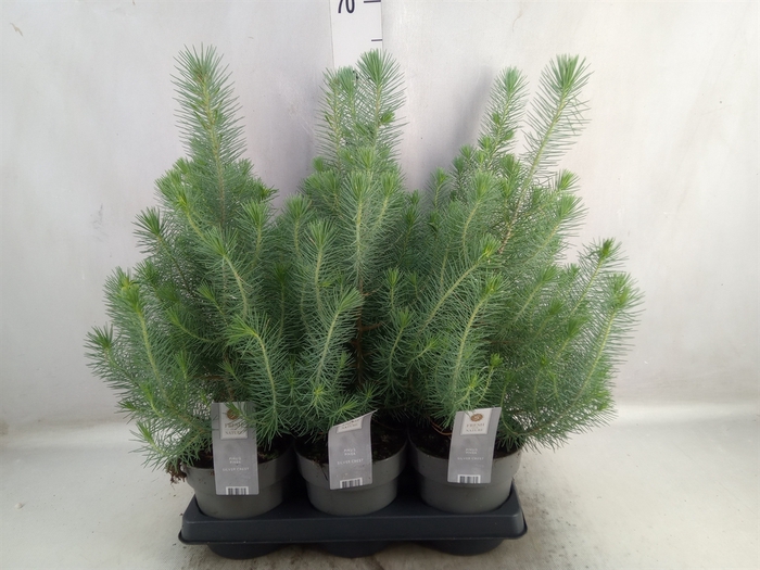 <h4>Pinus pinea 'Silver Crest'</h4>