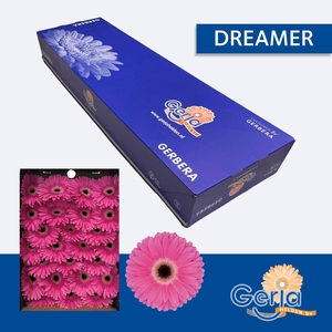 GE GR DREAMER