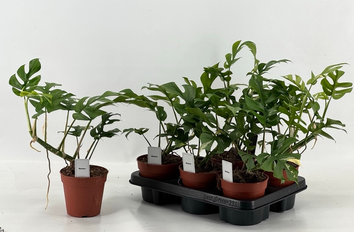 <h4>MONSTERA OV</h4>