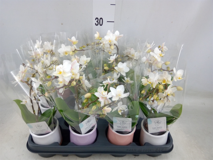 <h4>Phalaenopsis   ...mini</h4>