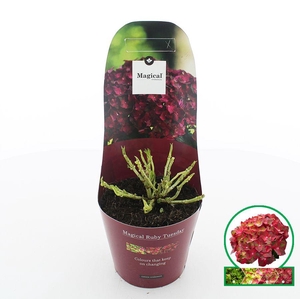 Hydrangea macr. Magical® 'Ruby Tuesday'® C2 (17cm.) Potcover