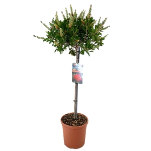 Callistemon Citrinus 'Splendens' Leavis