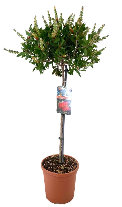 <h4>Callistemon Citrinus 'Splendens' Leavis</h4>