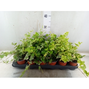 Hedera helix   ...mix 3