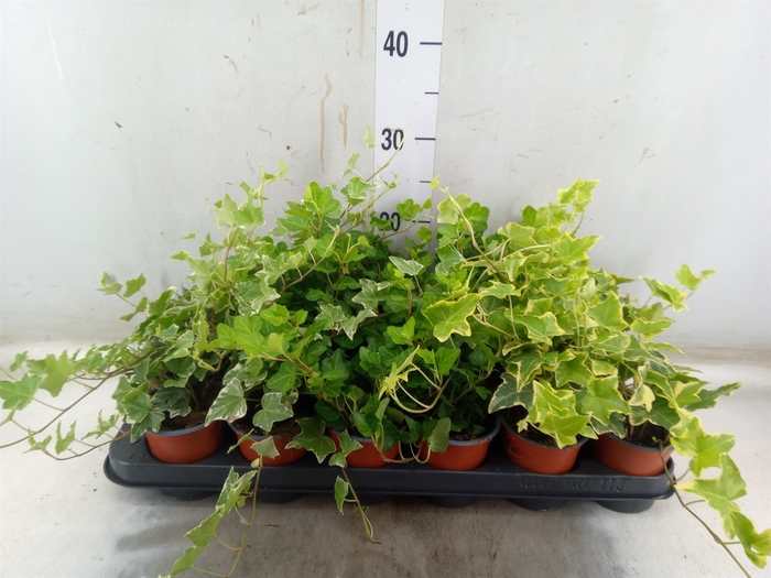 <h4>Hedera helix   ...mix 3</h4>