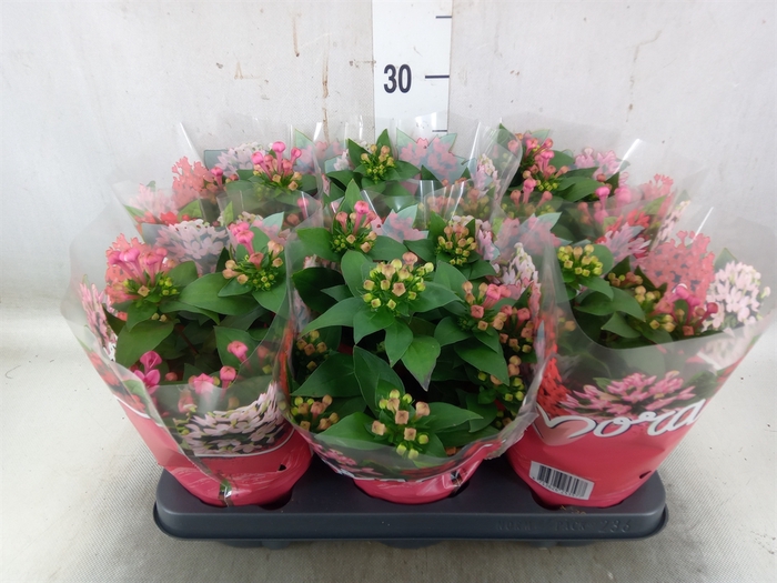 <h4>Bouvardia  'Amora Monica'</h4>