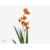 Crocosmia croc. 'Emily Mckenzie'