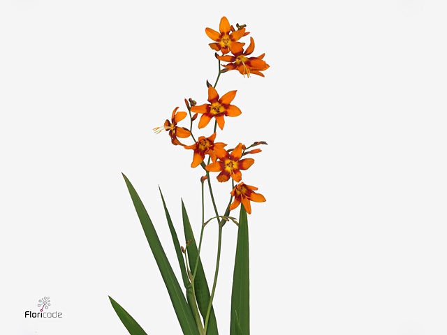 Crocosmia croc. 'Emily Mckenzie'