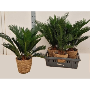 CYCAS REVOLUTA