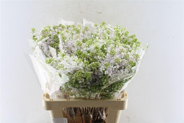 <h4>Syr V Lila Wonder</h4>