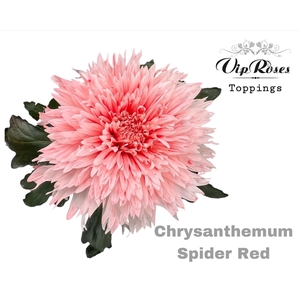 CHR G SPIDER RED