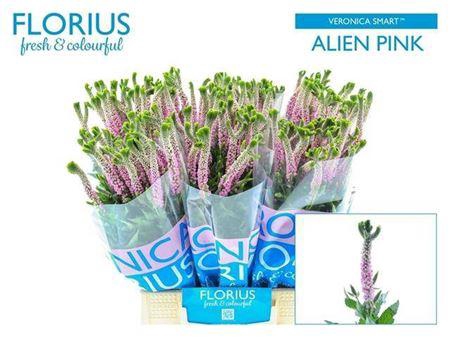 <h4>Veron Smart Alien</h4>