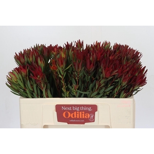 Leucadendron Blush
