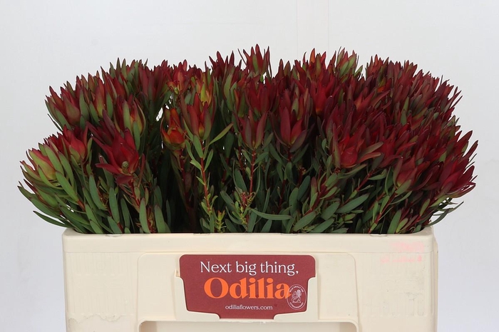 <h4>Leucadendron Blush</h4>