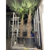 TRACHYC FORTUNEI 260 CM