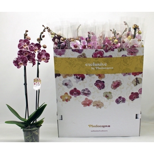 PHAL GEM 10 KL