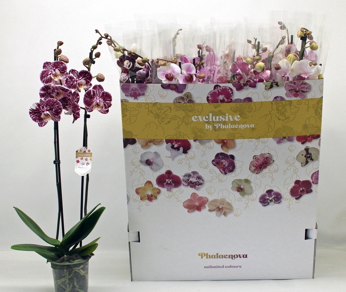 <h4>PHAL GEM 10 KL</h4>
