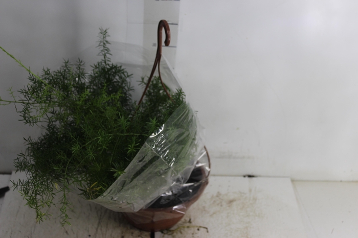 <h4>ASPARGO ALFINETE C21</h4>