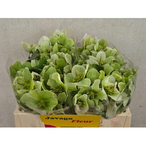 HELL FRK MOLLYS WHIT