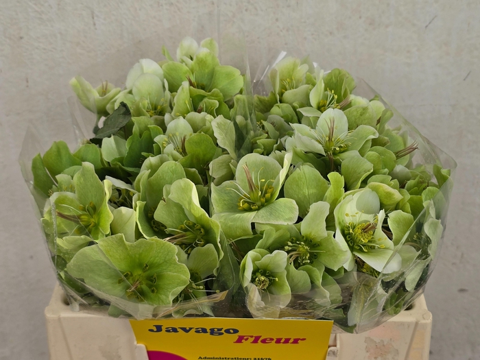 <h4>HELL FRK MOLLYS WHIT</h4>