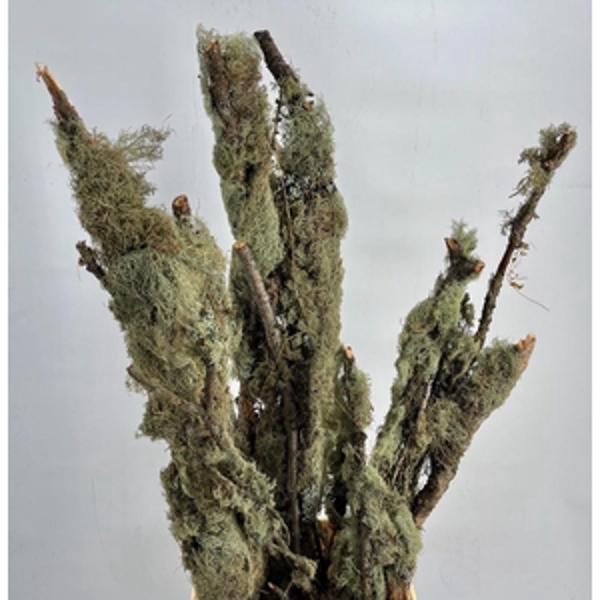 Lariks Moss Branch 60 cm Italy