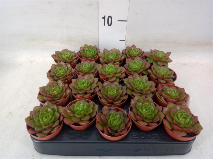 <h4>Echeveria   ...</h4>