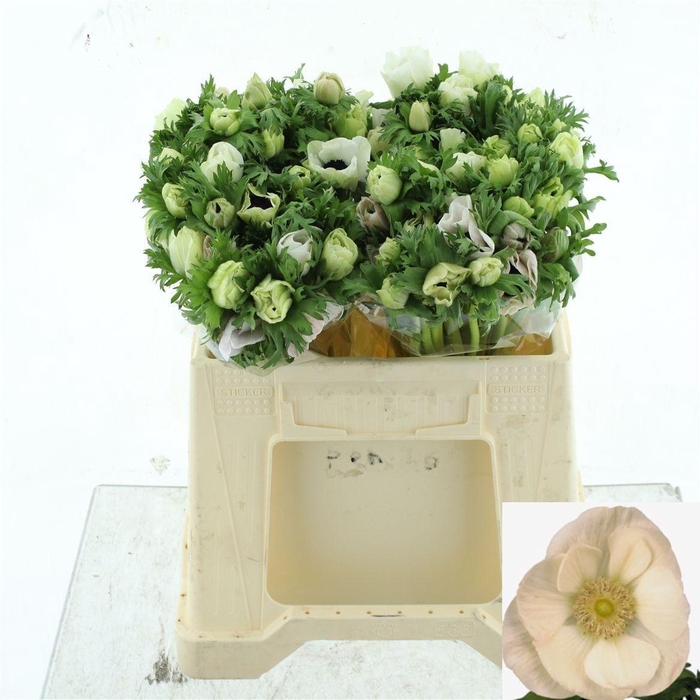 <h4>ANEM CO MAR WHITE</h4>